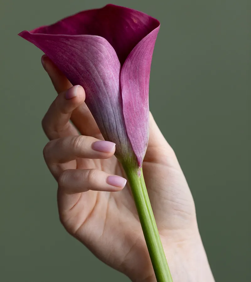 Hello Pure Beauty Beograd Manikir